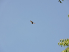 Cathartes aura