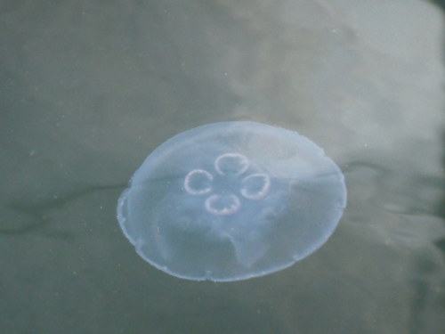 Greater Moon Jelly, photo 6 of 7