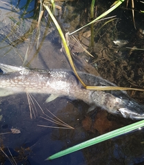 Esox niger