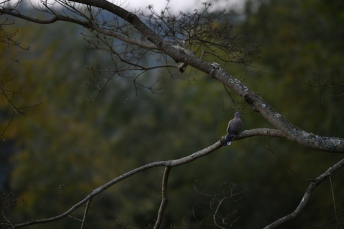Spotted Dove