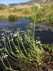 Angelica kingii