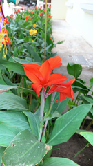 Canna × generalis