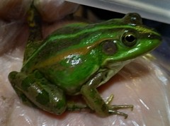 Pelophylax plancyi