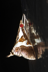 Dausara