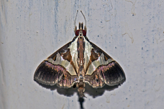 Dausara
