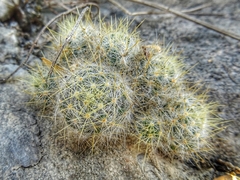 Mammillaria prolifera