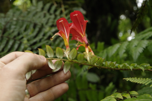 Columnea microcalyx