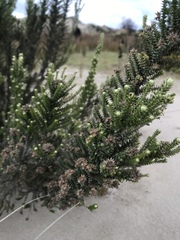 Ozothamnus leptophyllus