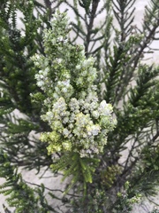 Ozothamnus leptophyllus