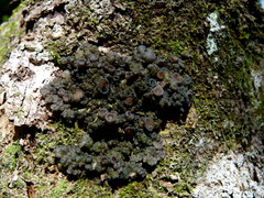 Physma chilense