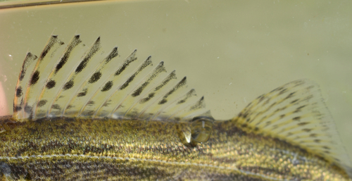 Pike perch (Sander canadensis) — Percidae — 4