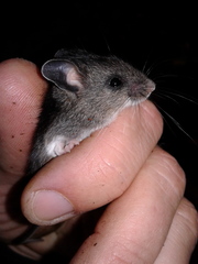 Peromyscus keeni