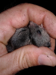Peromyscus keeni