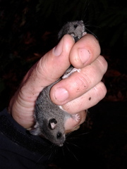 Peromyscus keeni