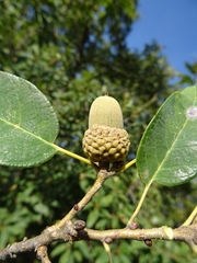 Quercus polymorpha
