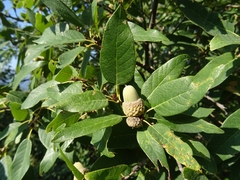 Quercus polymorpha