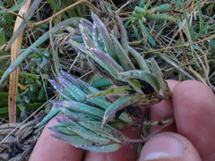 Chloropyron maritimum