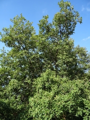 Quercus polymorpha