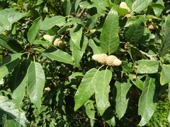 Quercus polymorpha