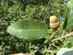 Quercus polymorpha