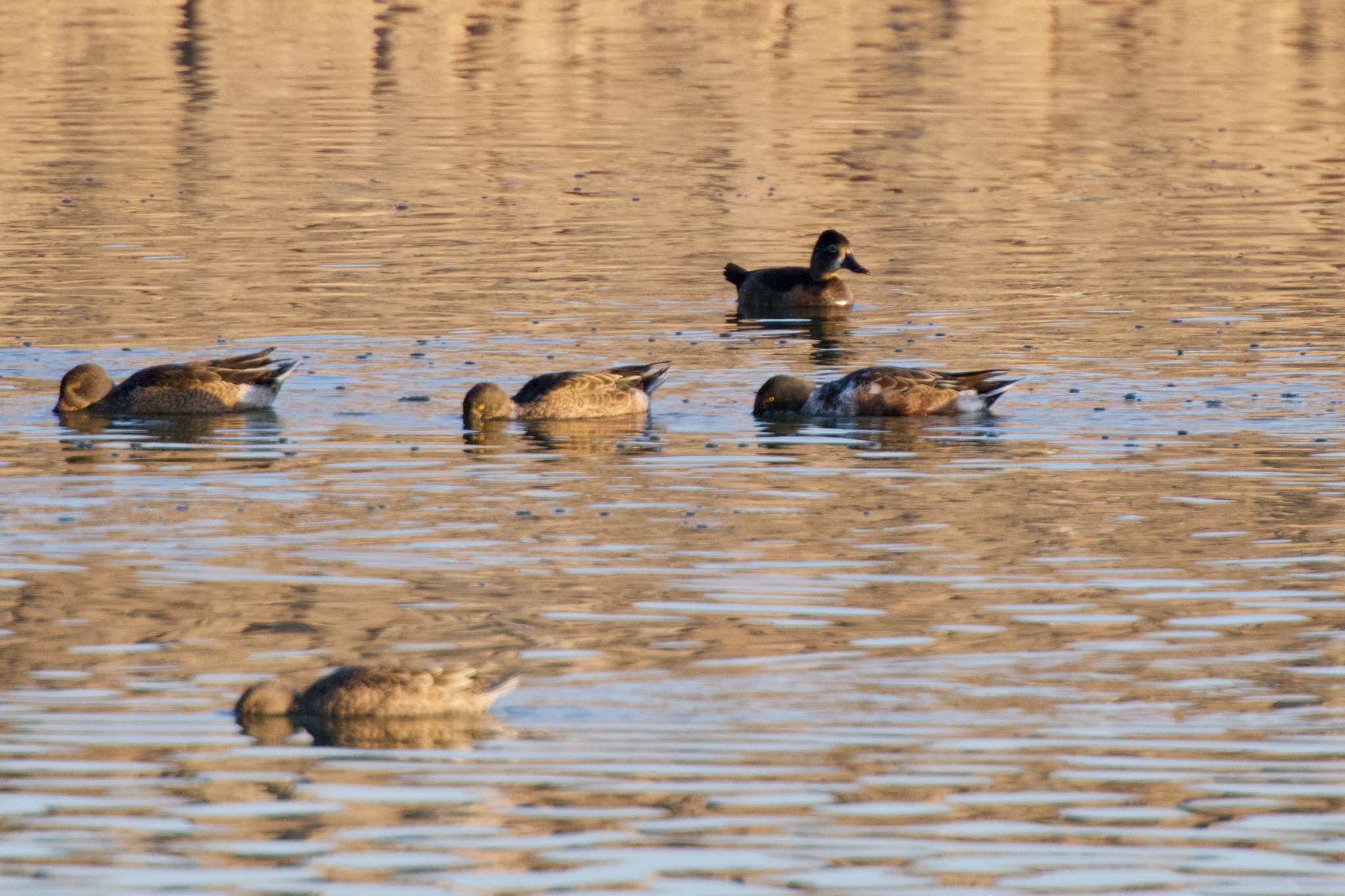 Ring-necked Duck
