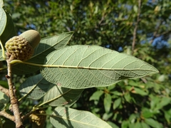 Quercus polymorpha