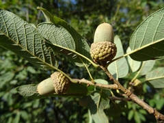 Quercus polymorpha