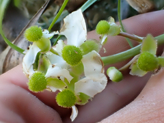 Sagittaria sanfordii