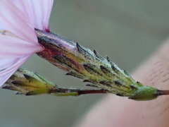 Lessingia arachnoidea