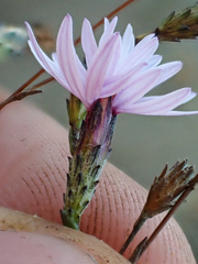 Lessingia arachnoidea