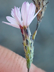 Lessingia arachnoidea