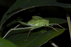 Tettigonioidea
