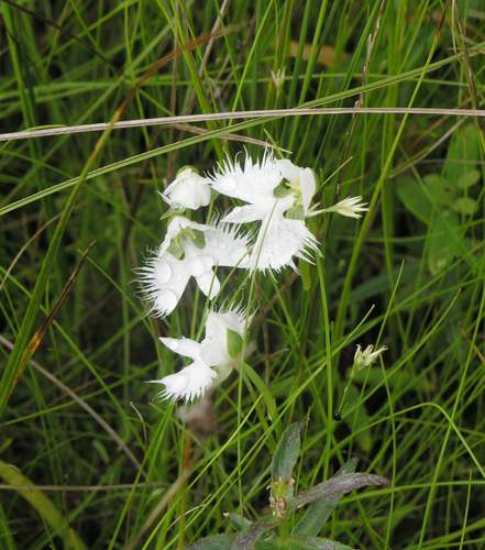 Pecteilis radiata, photograph 6