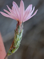 Lessingia arachnoidea