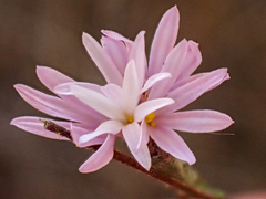 Lessingia arachnoidea