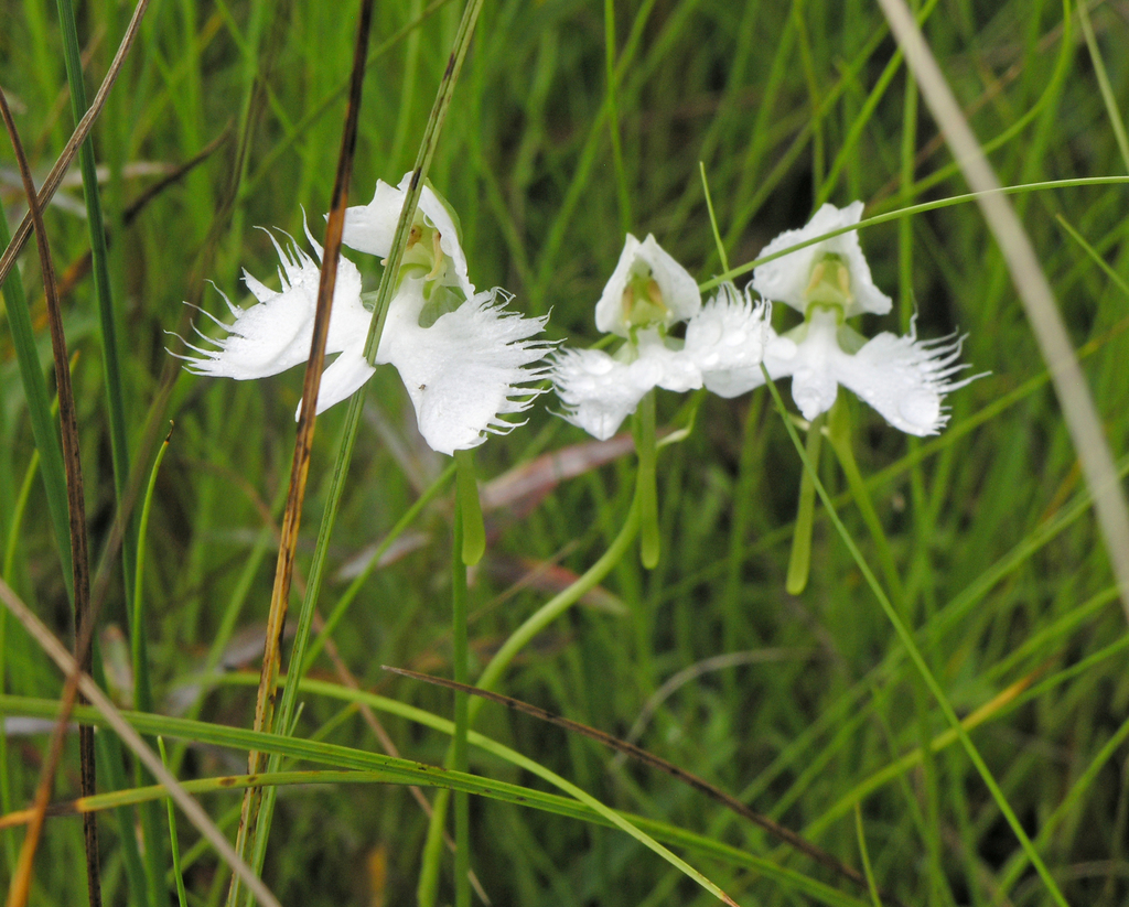 Pecteilis radiata