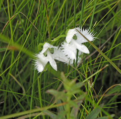 Pecteilis radiata