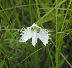 Pecteilis radiata