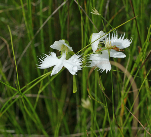 Pecteilis radiata, photograph 4