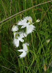 Pecteilis radiata