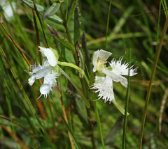 Pecteilis radiata