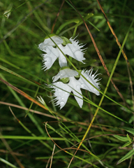 Pecteilis radiata
