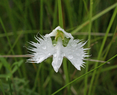 Pecteilis radiata