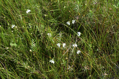 Pecteilis radiata