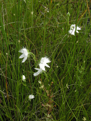 Pecteilis radiata