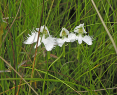Pecteilis radiata