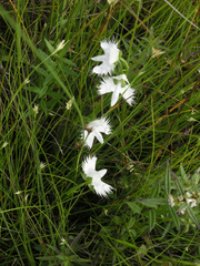 Pecteilis radiata
