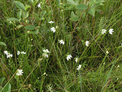 Pecteilis radiata