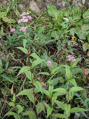 Eupatorium lindleyanum