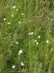 Pecteilis radiata